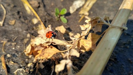 Ladybug on leaf