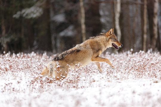 Wolf im Winter