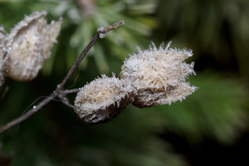 Frostbitten bud of plant in the autumn forest. Close up.
