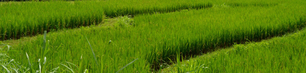 rizière en Thaïlande