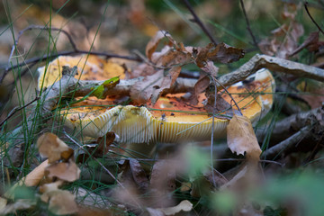 Mushroom in the Forest