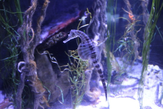 sea Horse aquarium