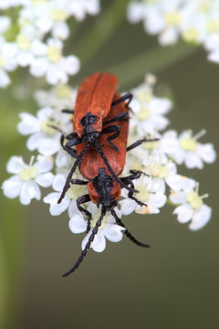 Red beetles mating
