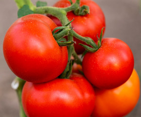 Red tomato