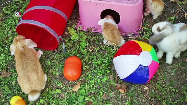Outdoor. Animals rabbits playing. Rabbit Lop animal Play time