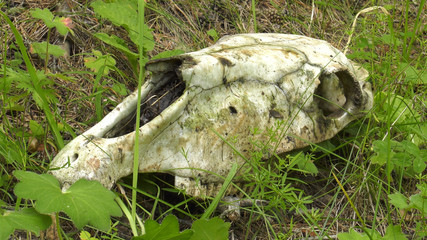 Skull of a horse on a grass. © Eugene