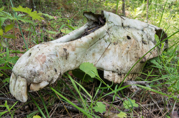 Skull of a horse on a grass. © Eugene R.