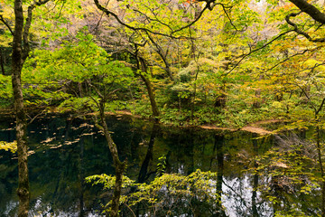 Obraz premium Lake pond in autumn season