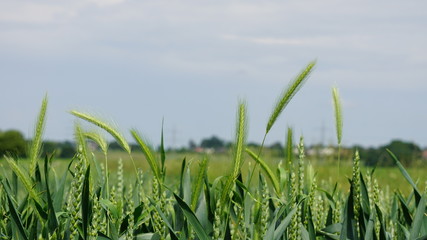 Fototapeta premium Crops Maturing