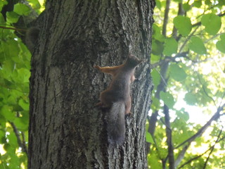 Obraz premium Moscow, Neskuchny garden, squirrel on a tree