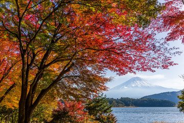 Maple tree and mountain Fuji in autumn