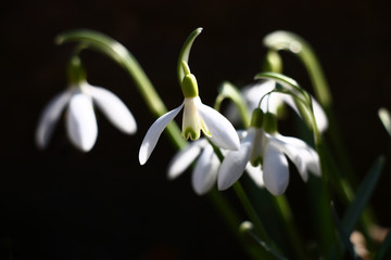 Galanthus flowers./Graceful galanthus flowers, white with the green drawing, on a black background.