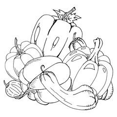 Set of pumpkins. Vector illustration of different pumpkins. Hand drawn doodle set of pumpkins for halloween.