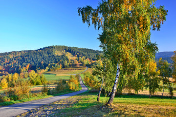 Autumn golden trees and country asphalt road, Low Beskids (Beskid Niski), Poland - obrazy, fototapety, plakaty