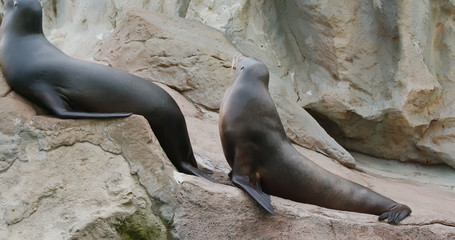 Sea lion lying on the rock