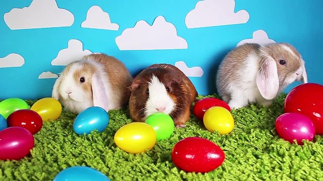rabbit rabbits easter egg colorful eggs cute pets animal animals