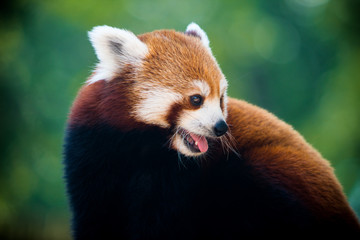 Fototapeta premium Red panda smiling