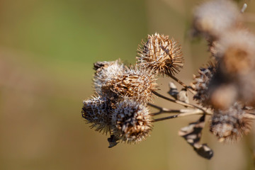 seeds of old autumn dried growing burdock