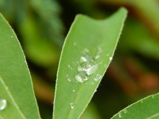 Raindrops on a flower