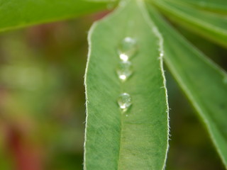 Raindrops on a flower
