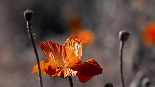 Successful combination of colors.Stylized picture of poppies.The magic of flowers on the lawn.Reflection of light in the poppy petals.In focus poppy flowers.Poppy cultivation.A light wind blows the po