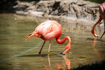 Flamingo bending down for a drink