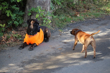 chiens molosses