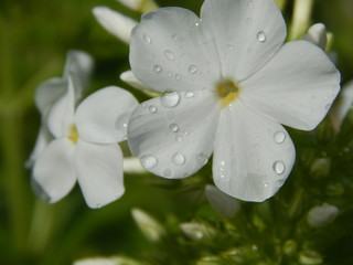Calendula after rain