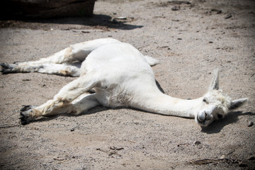 Resting llama at the petting zoo