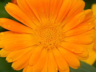 Calendula after rain