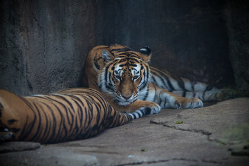 Tiger resting at the zoo