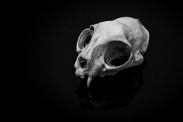 Obraz premium animal skull on a dark background