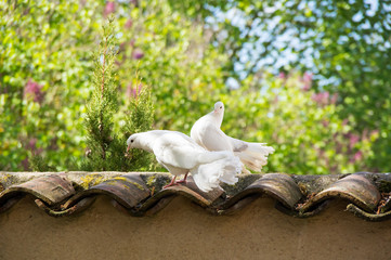 White doves in the garden