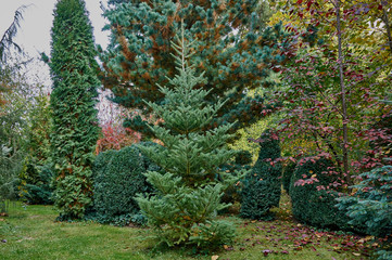The original texture of the natural beauty of evergreen gardens. Background of  pine needles of western thuja and pine needles of Korean pine and Japanese pine Glauca. Nature concept for design