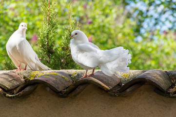 White doves in the garden