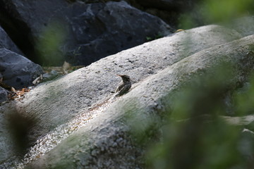 fotos de aves varias 