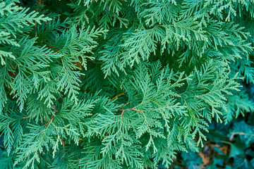 Textured needles of western columna thuja. Close-up green needles are just perfect for a natural design. Green shiny scaly needles as the perfect backdrop for any natural design.