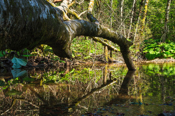 Dead tree lying in green pool of water with reflections