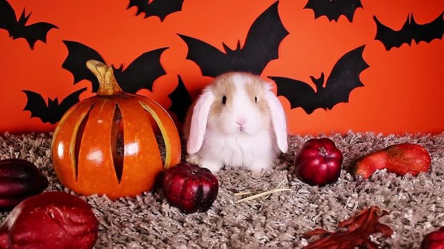 Halloween diy bat cutout background with animal pet rabbit
