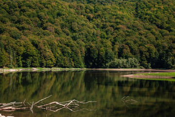 Fallen tree lies in the water. Biogradsko lake in the national park Biogradska Gora (Montenegro, Europe)