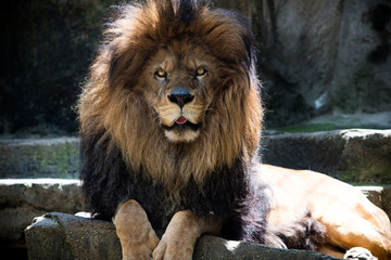 Lion posing at the zoo. 