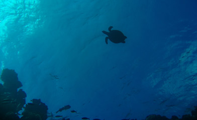 Turtle Red Sea
