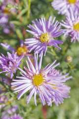 Obraz premium Autumn beautiful lilac flowers on the flower bed in Sunny weather