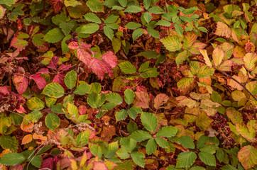 Autumn background of blackberry bush with motley leaves and unripe dark maroon berries
