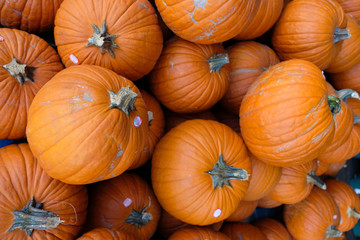 Pumpkin pile