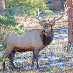 Bull elk during rut at Rocky Mountain National Park