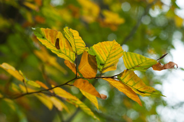 closeup of autumnal beech leaves in the forest