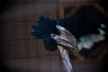 A large tucan is curious. 