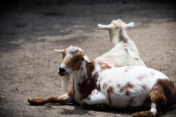 Goats resting 