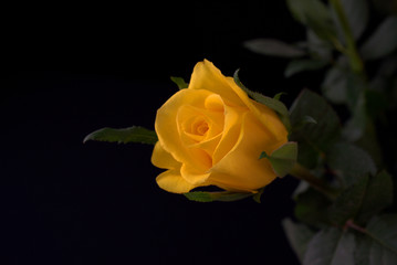 gelbe rose 